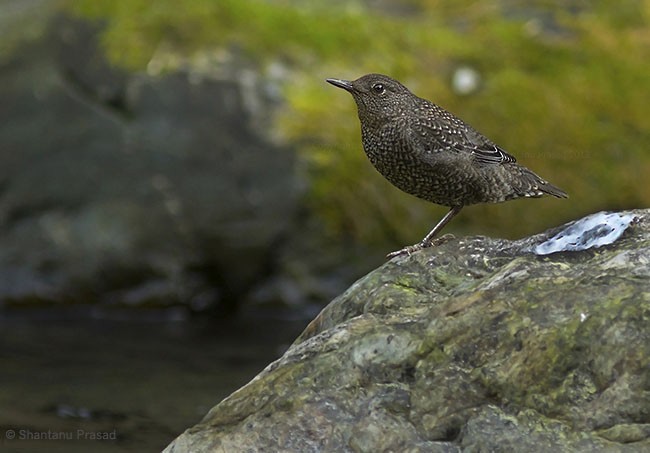 Brown Dipper - ML377498011