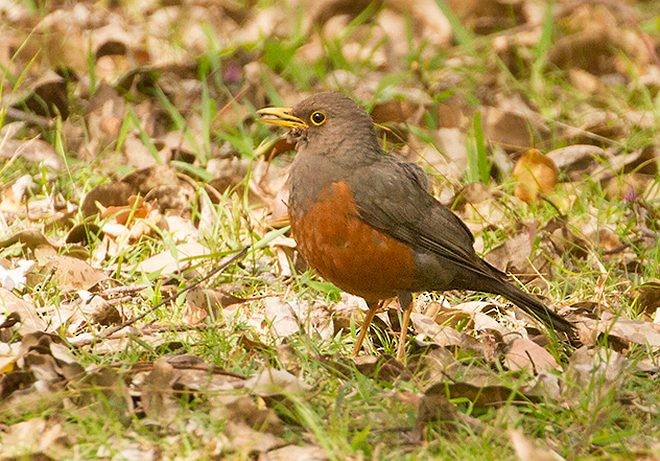 Wallacean Island-Thrush (Schlegel's) - Peter Ericsson