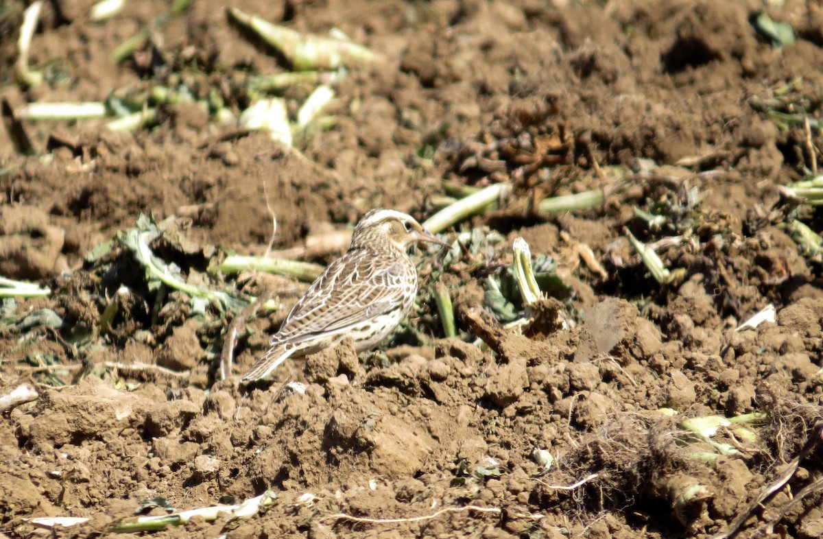 Western Meadowlark - ML377498921