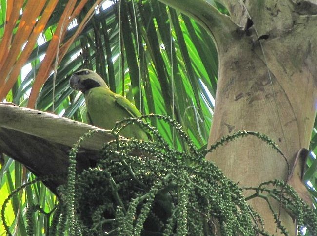 Nicobar Parakeet - ML377499331