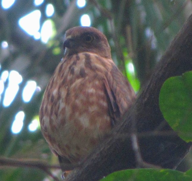 Nicobar Sparrowhawk - ML377499351