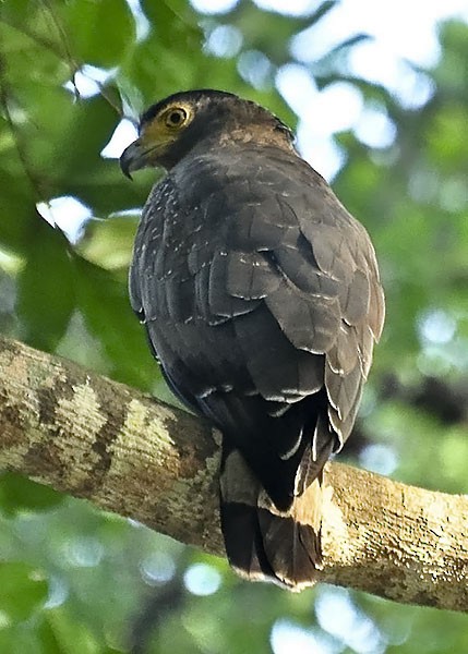 Crested Serpent-Eagle (Andaman) - ML377499371