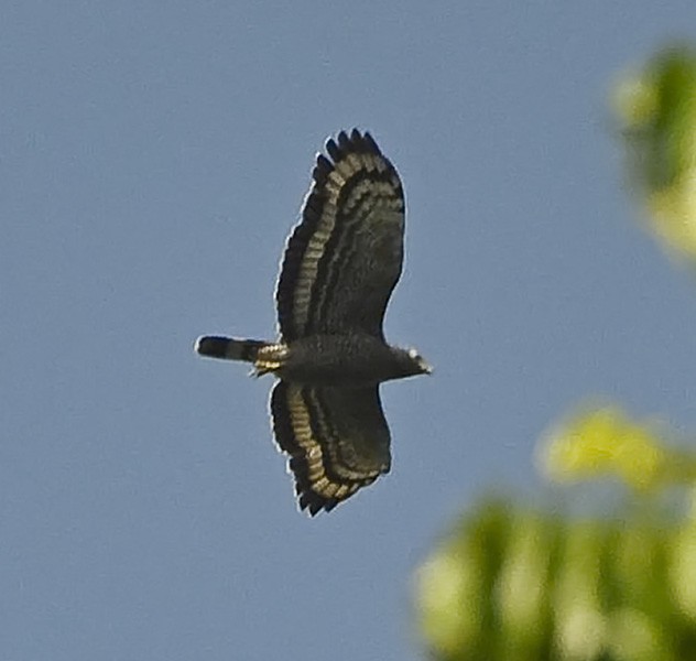 Crested Serpent-Eagle (Andaman) - ML377499401