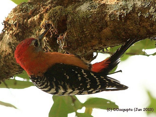 Rufous-bellied Woodpecker - D Dasgupta