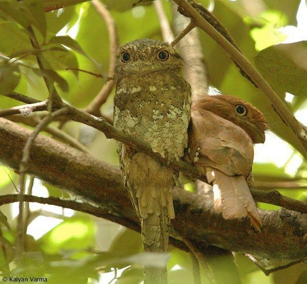 Sri Lanka Frogmouth - ML377500721