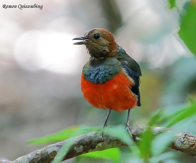 Philippine Pitta (Philippine) - ML377500831