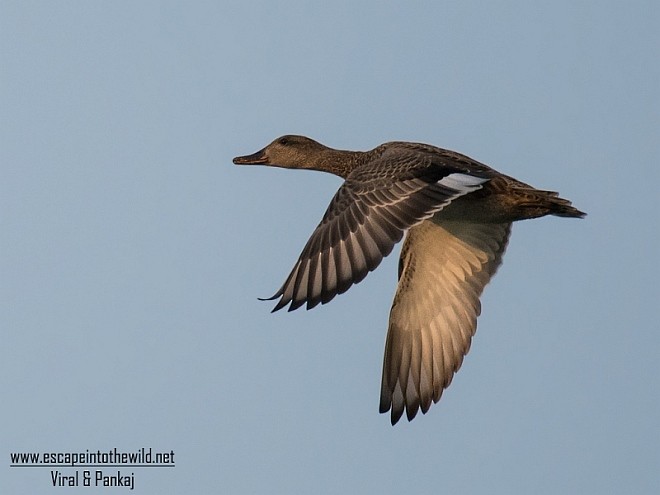 Gadwall - ML377500881