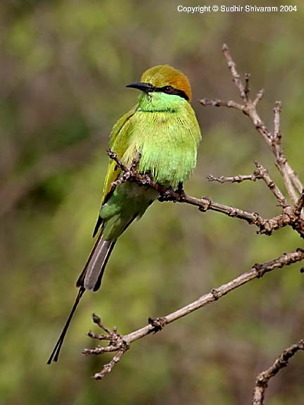 Asian Green Bee-eater - Sudhir Shivaram