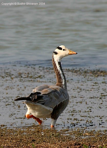 Bar-headed Goose - ML377501061