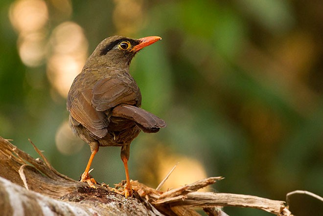 Sulawesi Thrush - ML377501821