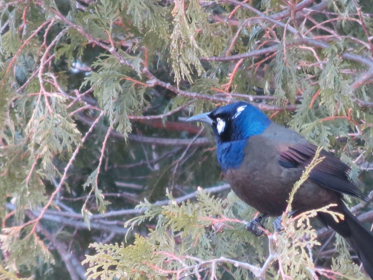 Common Grackle - ML37750271