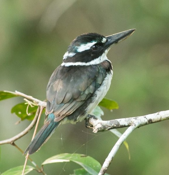 Sombre Kingfisher - ML377503621