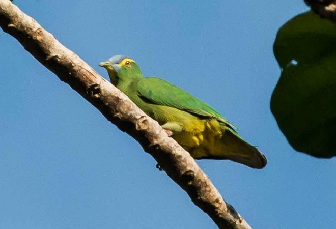 Blue-capped Fruit-Dove - ML377503651