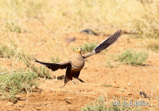 Chestnut-bellied Sandgrouse (Asian) - ML377504571
