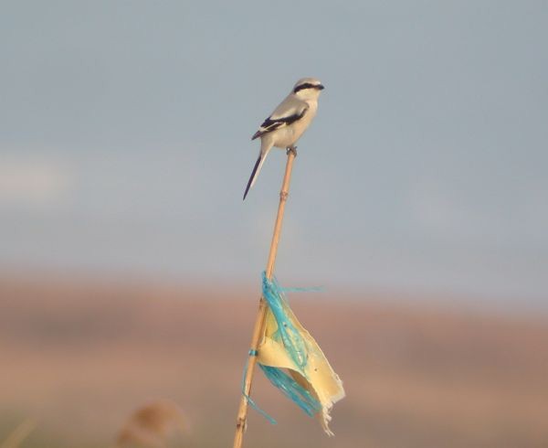 Chinese Gray Shrike - ML377504811
