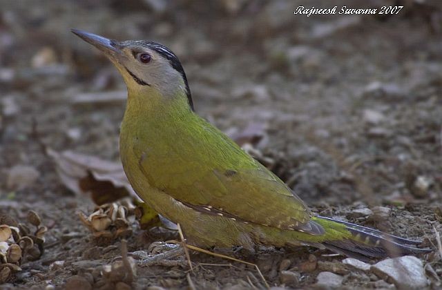 Gray-headed Woodpecker (Black-naped) - ML377505161