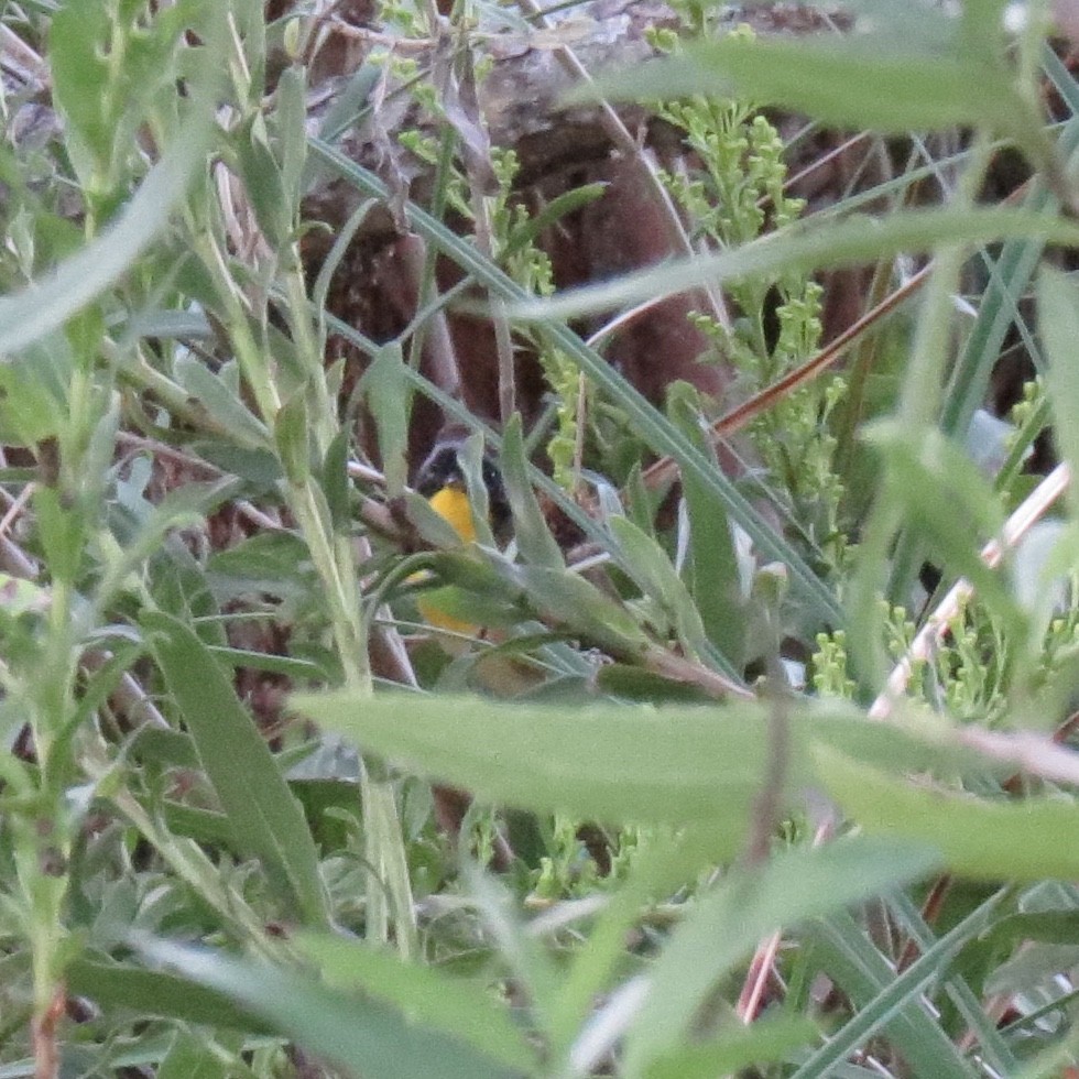 Common Yellowthroat - Kathryn Young