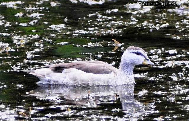 Cotton Pygmy-Goose - ML377505871