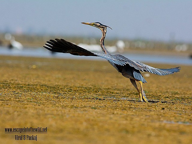 Purple Heron (Purple) - ML377506021