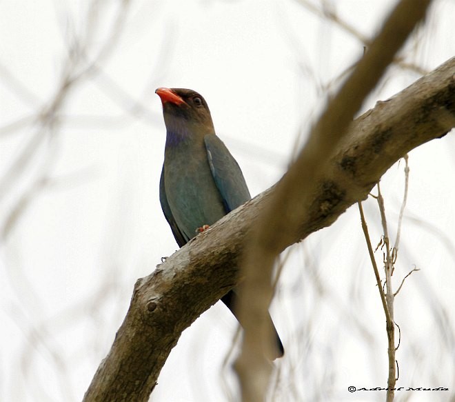 Dollarbird - ML377506051