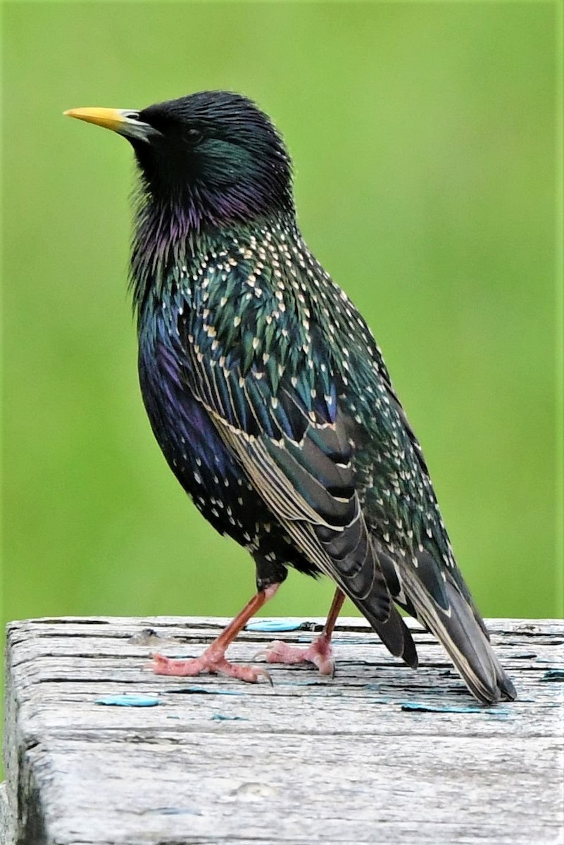 European Starling - Alfons  Lawen