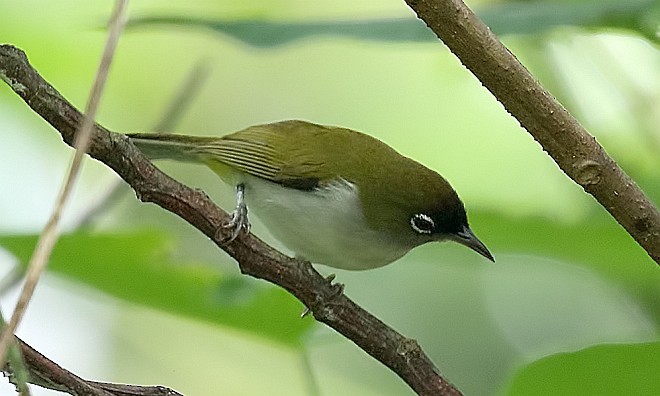 Obi White-eye (undescribed form) - Anthony Sawbridge