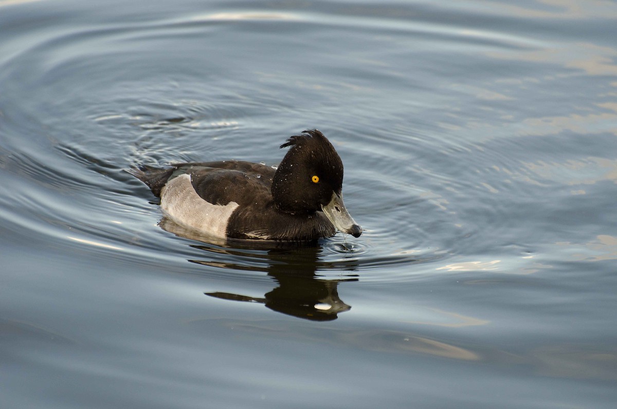 Tufted Duck - David Kirsch