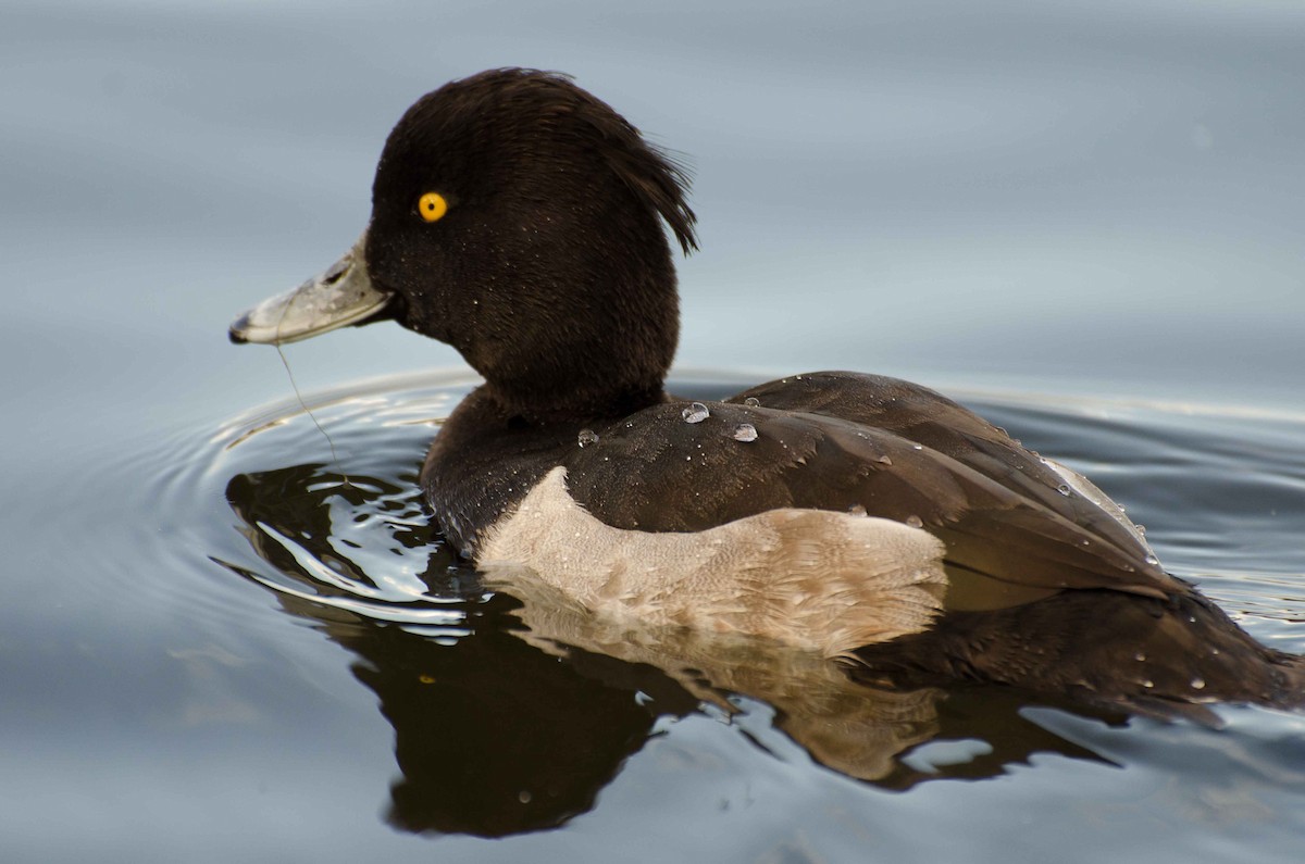 Tufted Duck - David Kirsch