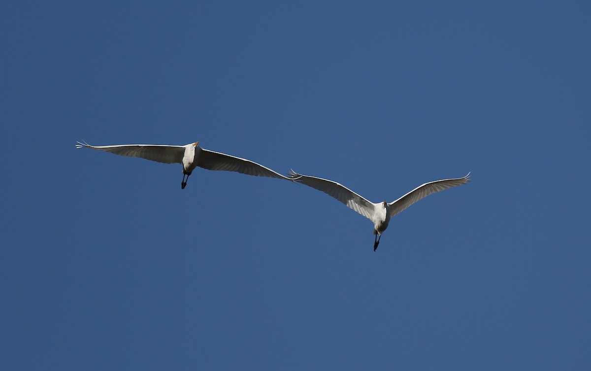 Great Egret - ML37750711