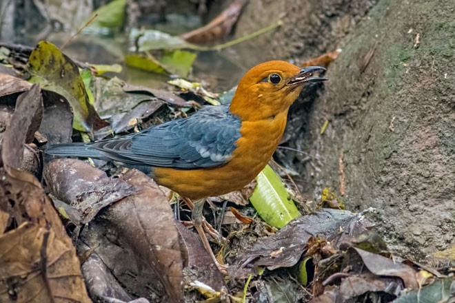 Orange-headed Thrush (Orange-headed) - ML377507111