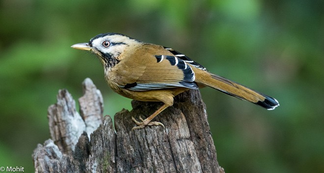 Moustached Laughingthrush (Western) - ML377507591