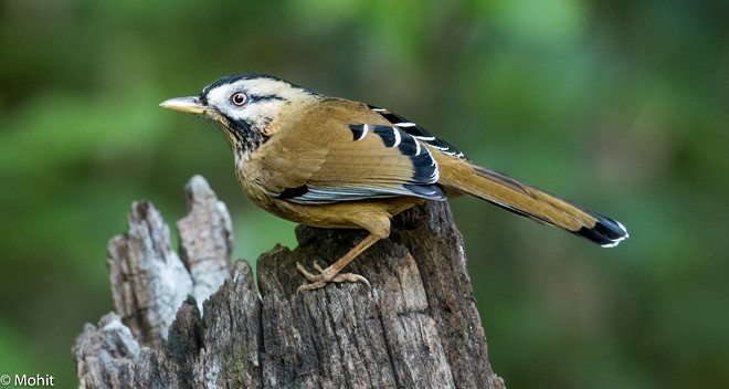 ヒゲガビチョウ（cineracea／strenua） - ML377507591