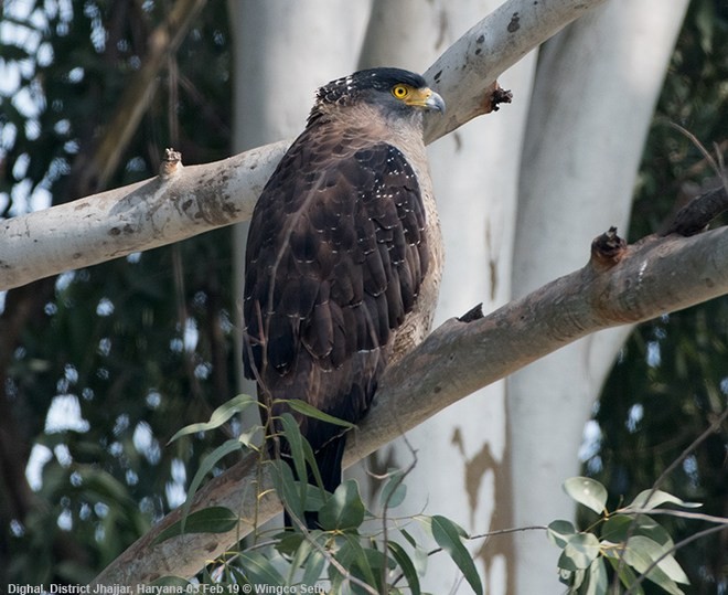 Crested Serpent-Eagle (Crested) - ML377507671