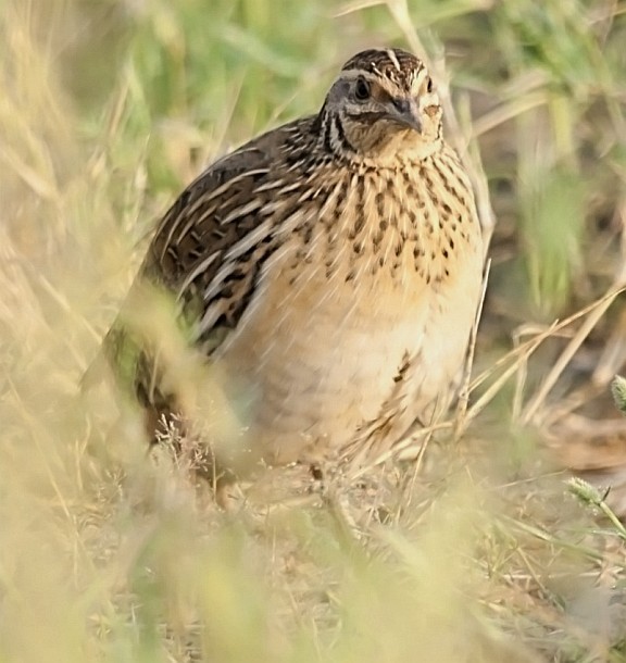 Common Quail - ML377507681