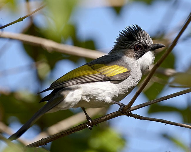 Ashy Bulbul (Ashy) - ML377507861