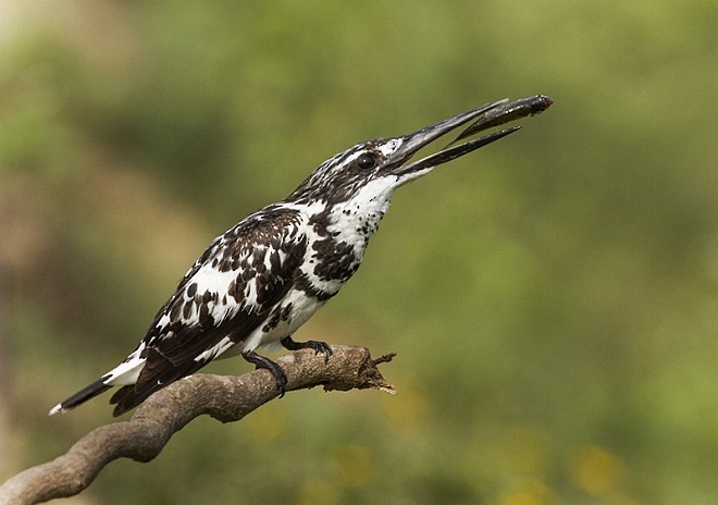 Pied Kingfisher - Solomon Sampath Kumar