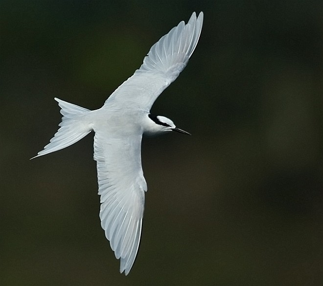 Black-naped Tern - Niranjan Sant