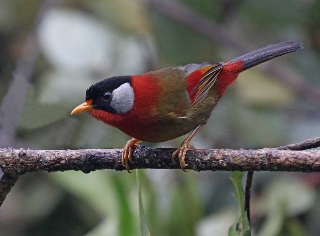 Silberohr-Sonnenvogel (laurinae/rookmakeri) - ML377508461