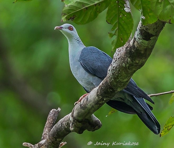 Andaman Wood-Pigeon - Jainy Kuriakose