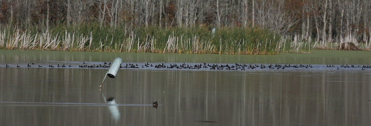 American Coot (Red-shielded) - ML37750931