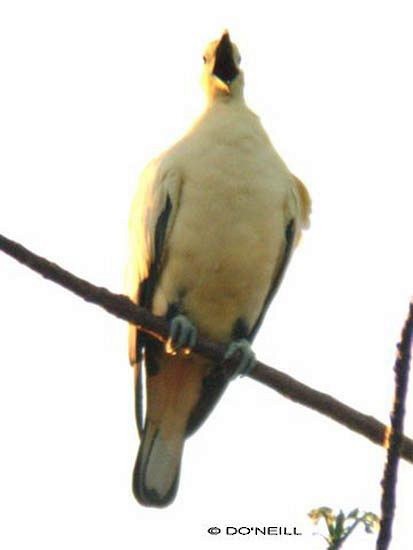 Silver-tipped Imperial-Pigeon - ML377509541