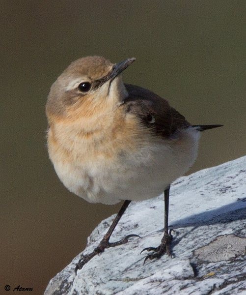 Northern Wheatear - ML377510001