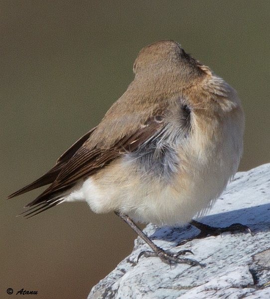 Northern Wheatear - ML377510081