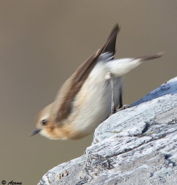 Northern Wheatear - ML377510091