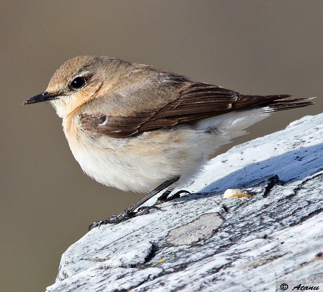 Northern Wheatear - ML377510101