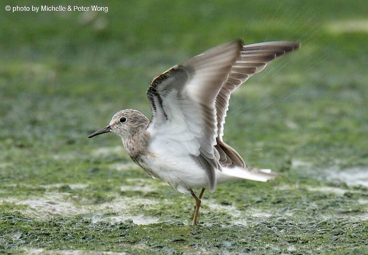 Temminck's Stint - ML377510591