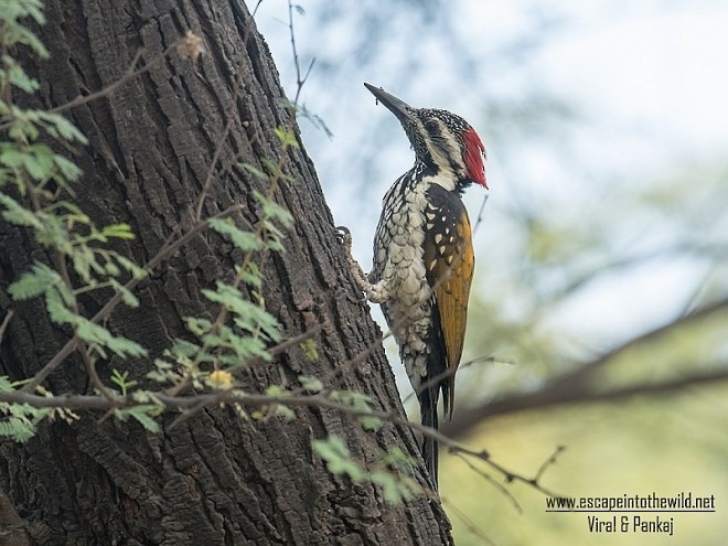 Black-rumped Flameback - ML377511721