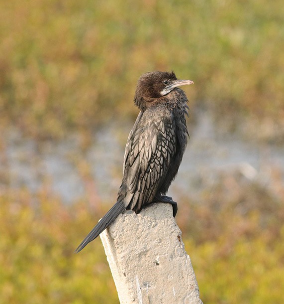 Little Cormorant - ML377512221