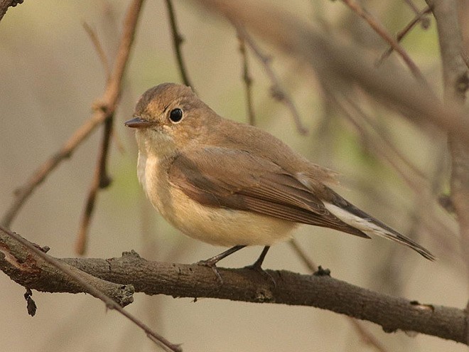 Red-breasted Flycatcher - ML377512231
