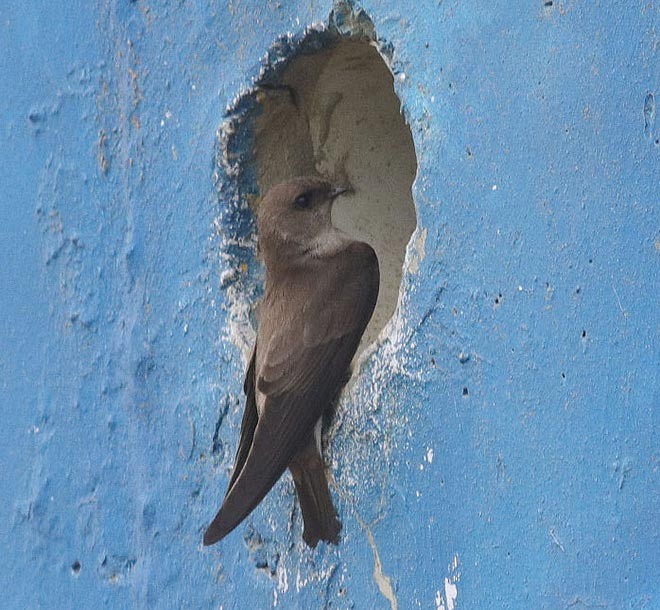 Gray-throated Martin - ML377512291